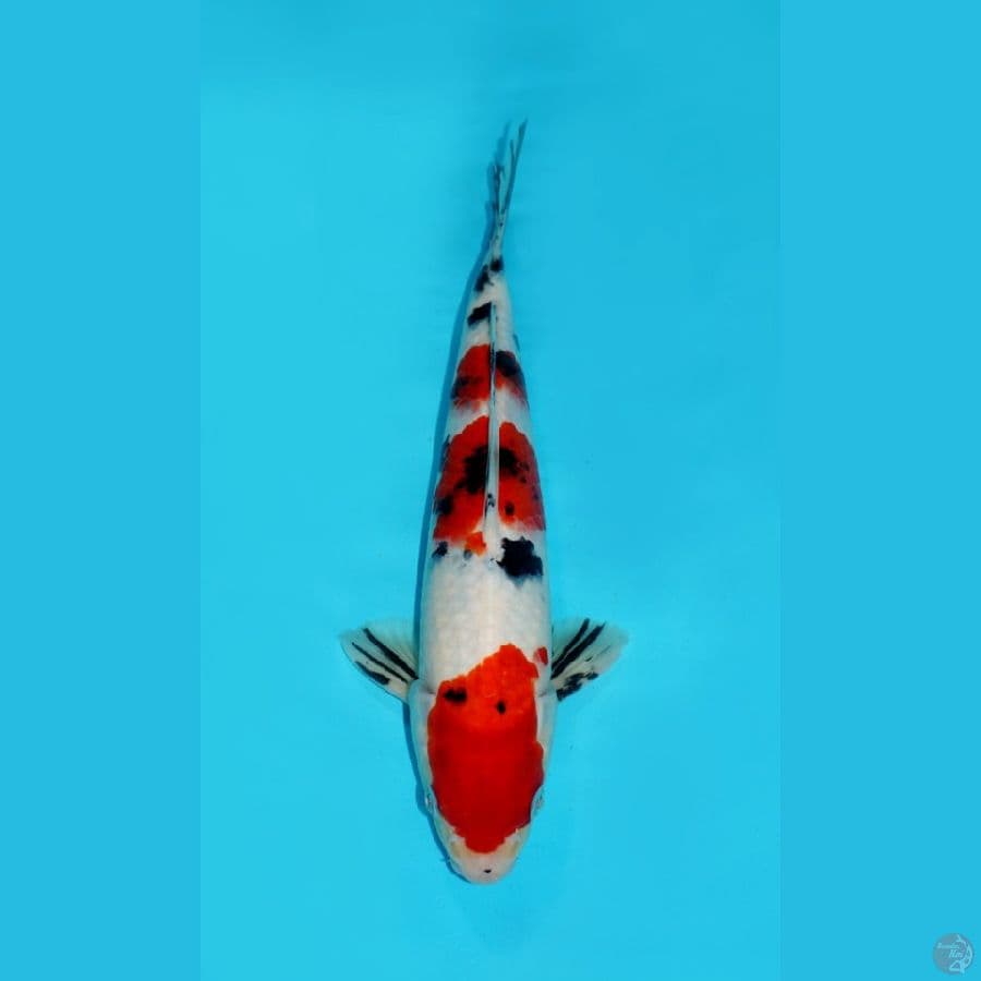 SANKE, 33 CM