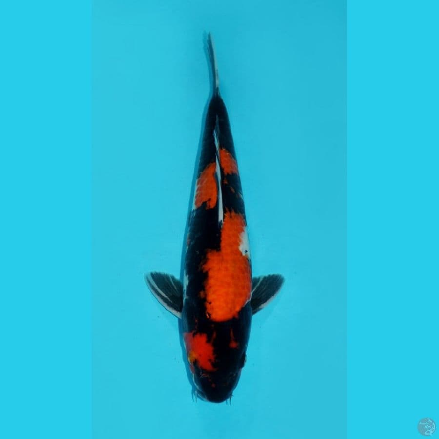 34 CM - SHOWA