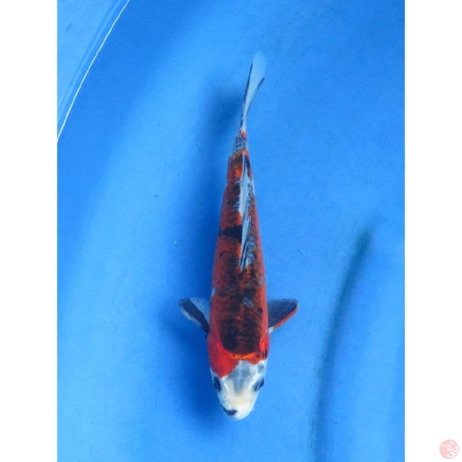 Kage Showa - 18cm