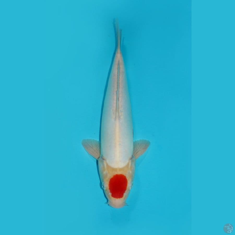 TANCHO KOHAKU DOITSU, 33 CM