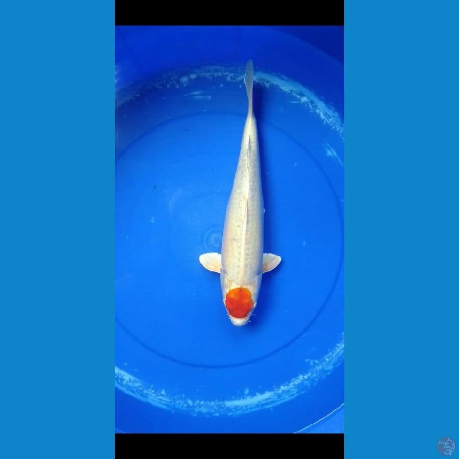 TANCHO HIKARI 40 cm