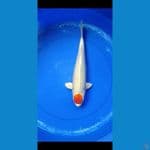 TANCHO HIKARI 40 cm