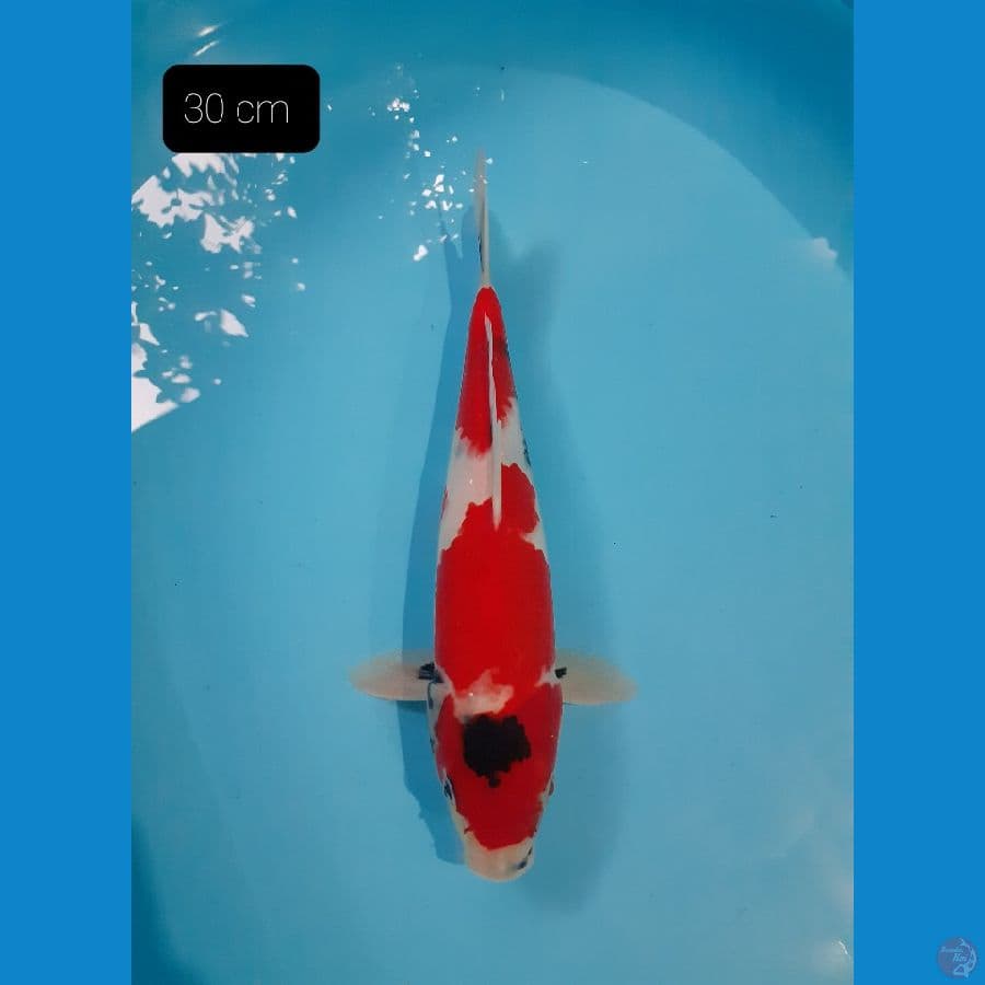 Sanke 30 cm
