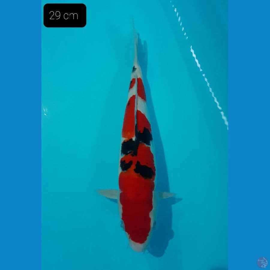 Sanke 29 cm