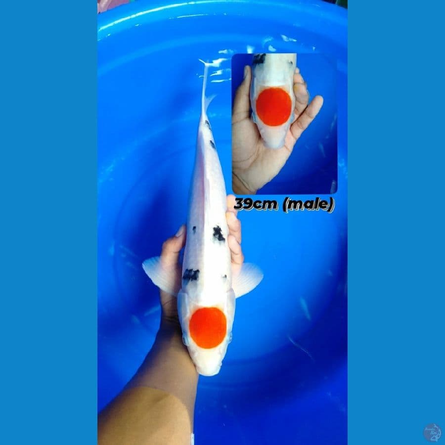 TC sanke 39cm (jantan)
