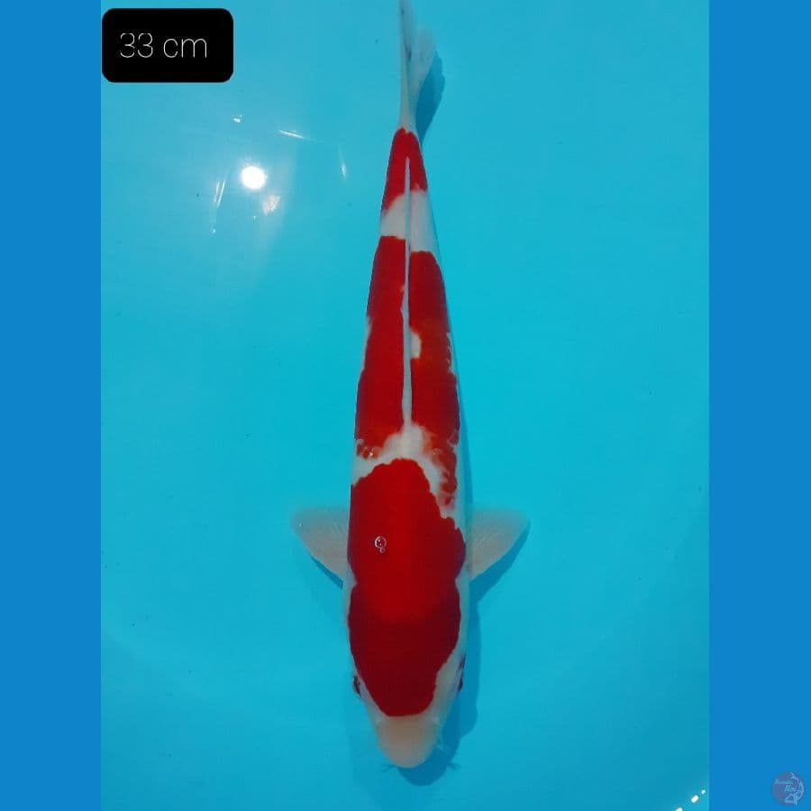 Kohaku 33 cm 