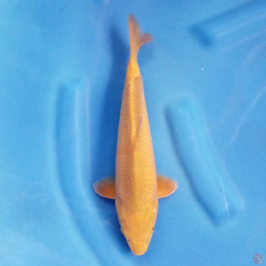 SUPER MANGGO KARASHI 28CM
