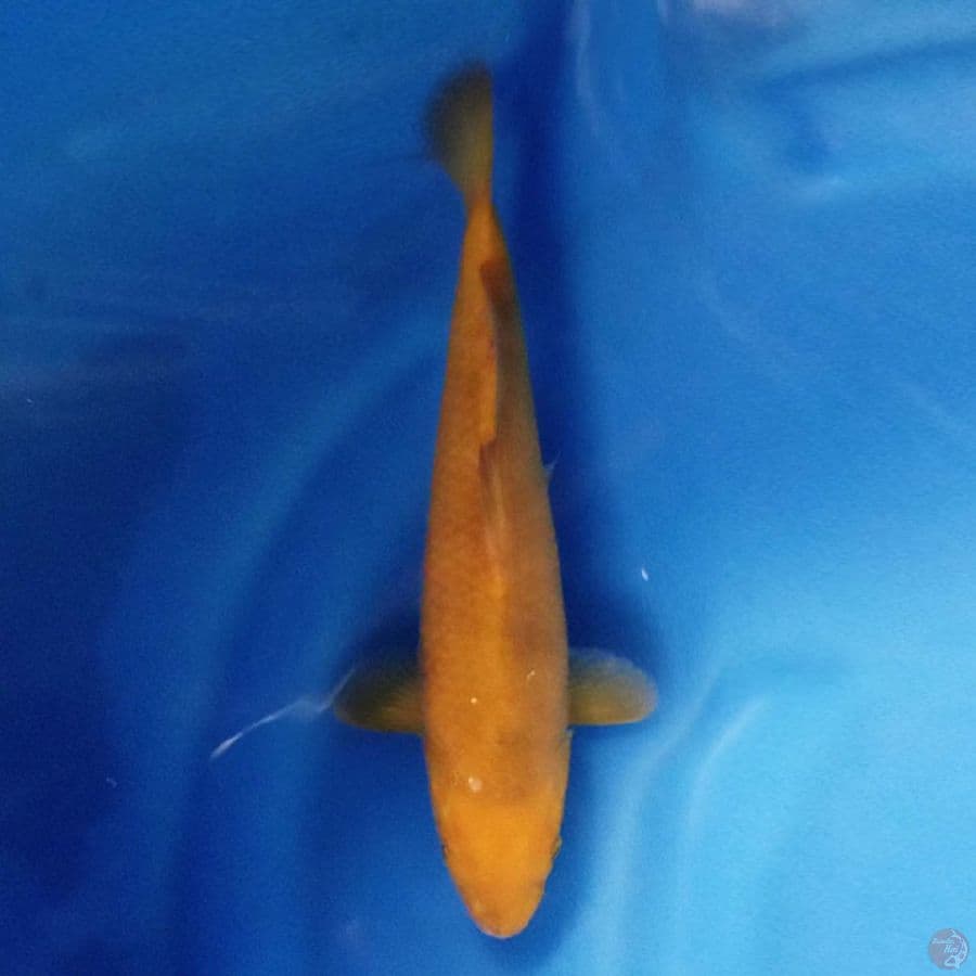 RED KARASHI 27cm