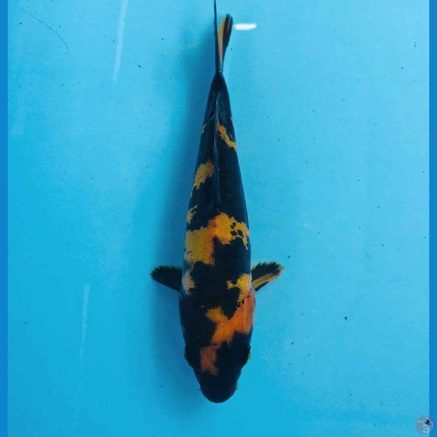 utsuri doitsu, 20 cm