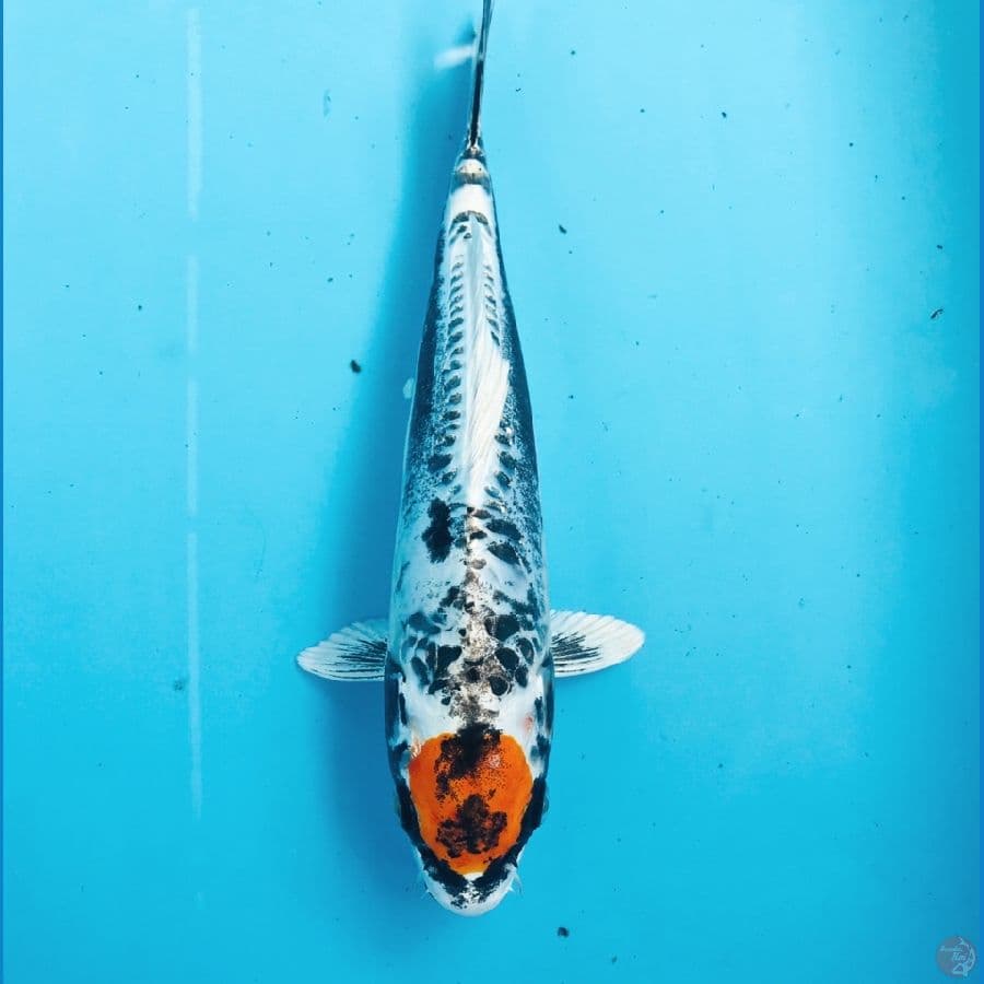 tancho kiko, 25 cm