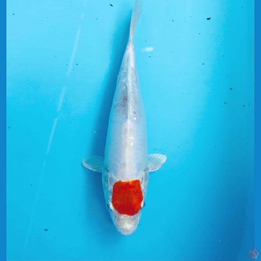 tancho, 22 cm