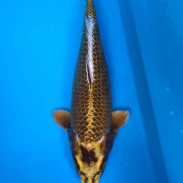 ANTIK 31 cm