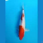 Kohaku 30cm