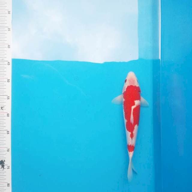Kohaku F1