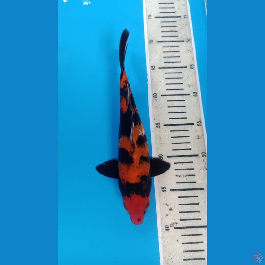 Hi Showa 27cm