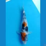 Showa 24cm