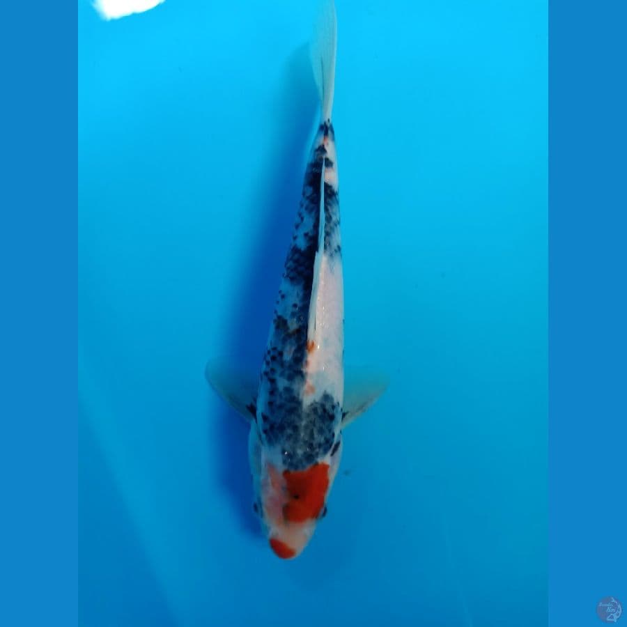 Showa 26cm