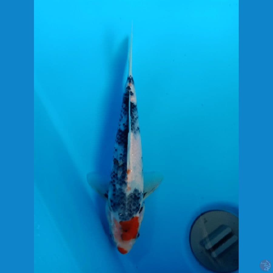 Showa 26cm