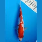 Showa Tategoi 30cm
