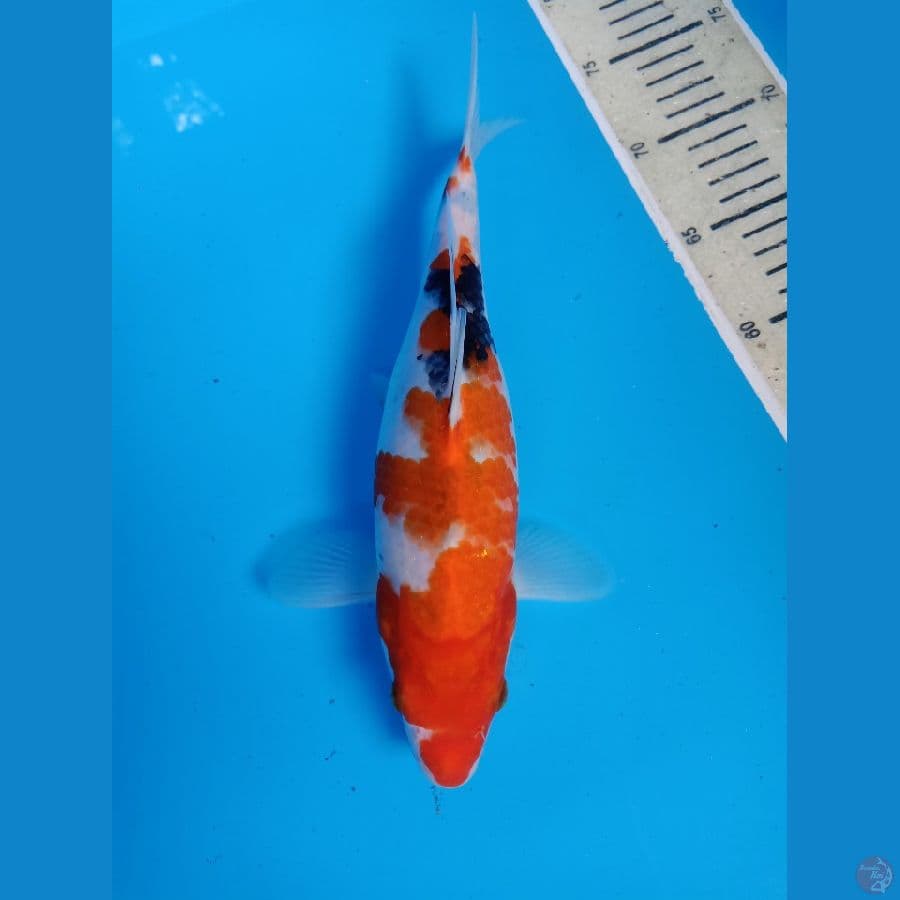 Showa 30cm