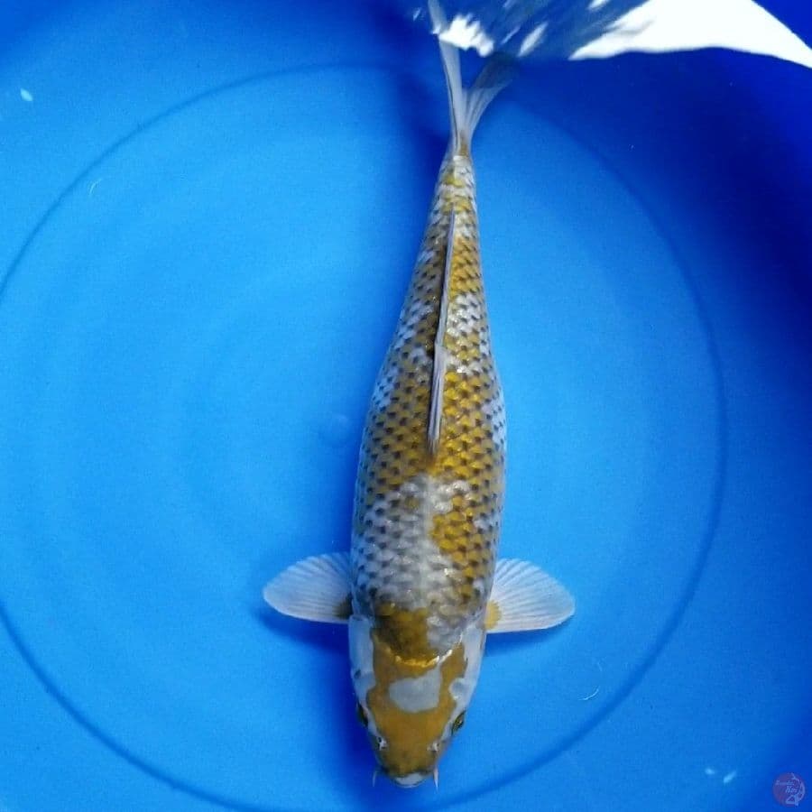 OCHIBA 40 CM