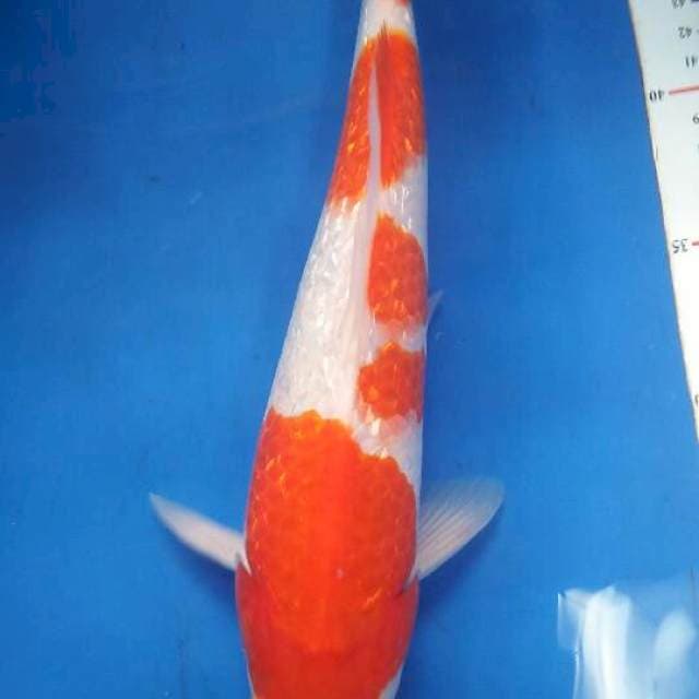 Kohaku ginrin