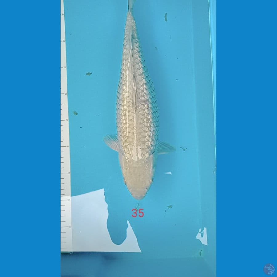 saragoei ginrin 36 Cm