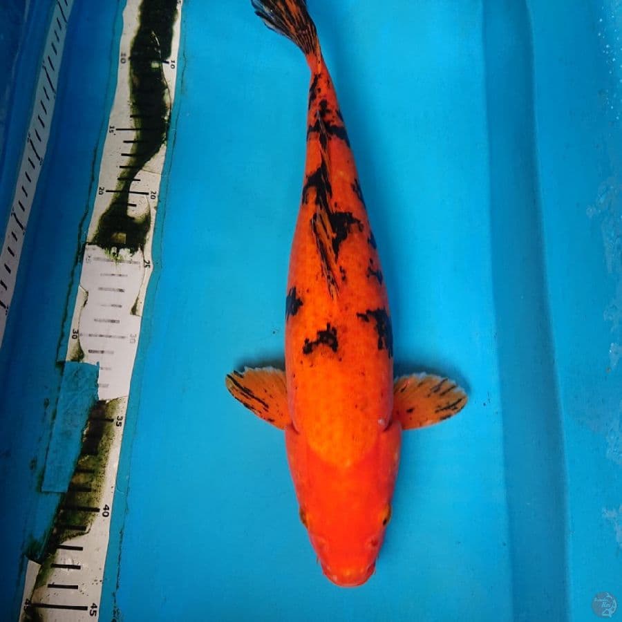 AKA BEKKO 38 cm 