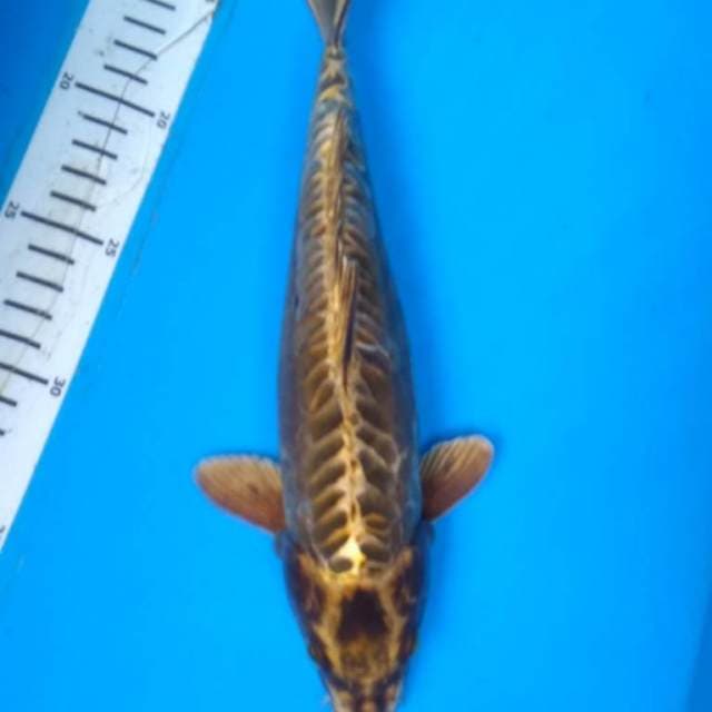 MUKASHI ARAGOKE