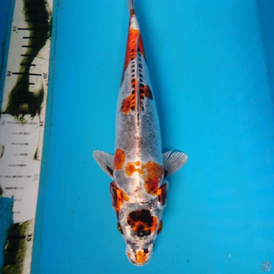 ANTIKAN 28 cm
