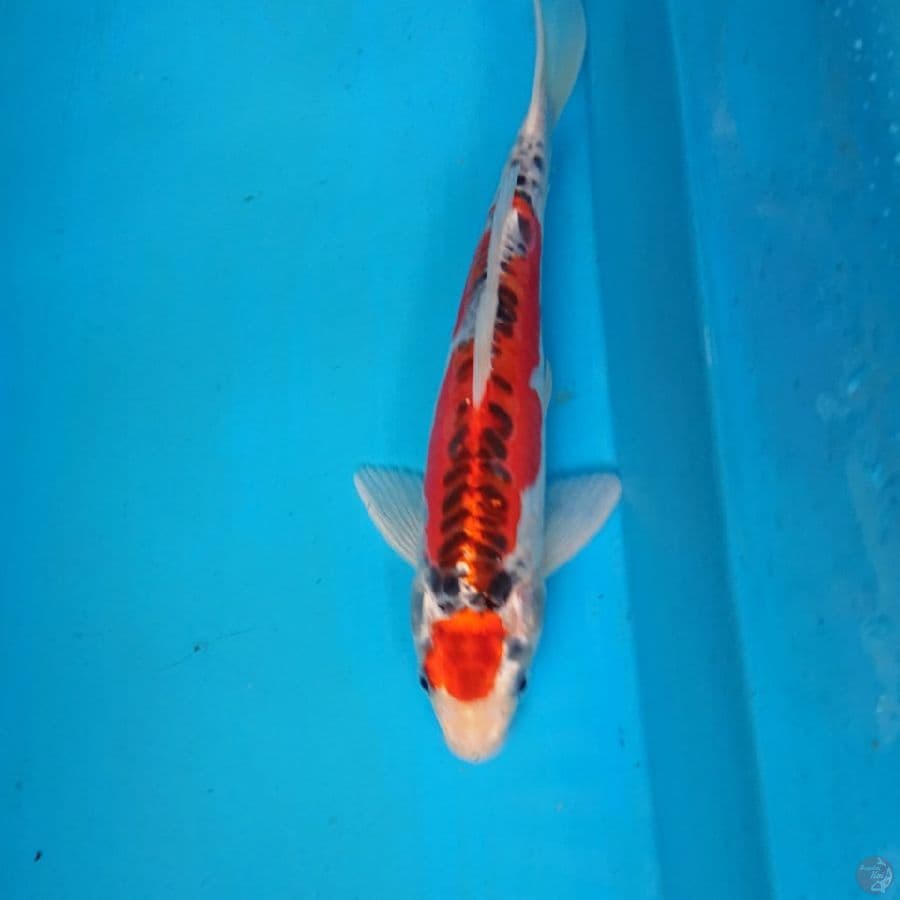 DOITSU KUJAKU 26 cm
