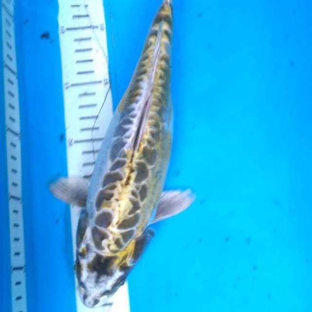 MUKASHI ARAGOKE 31 cm
