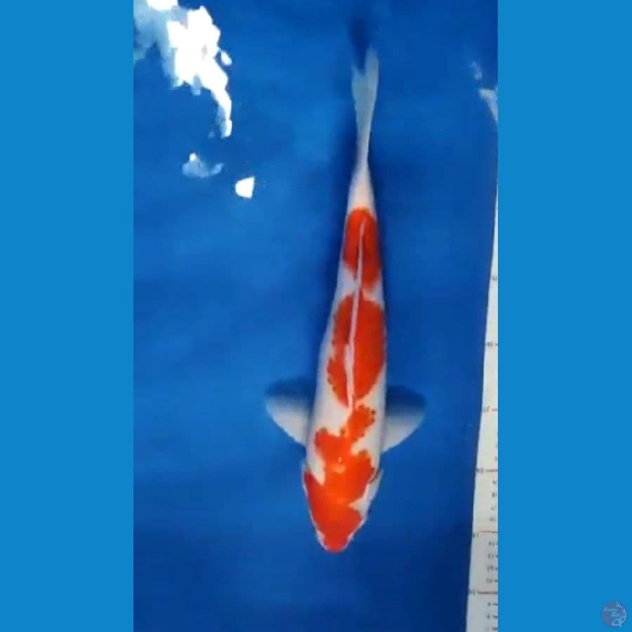 kohaku