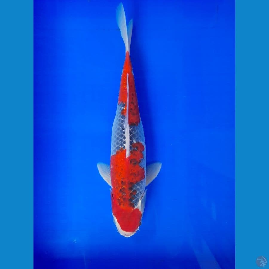 Gosiki 35CM FAMALE