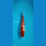 Kohaku - 27cm