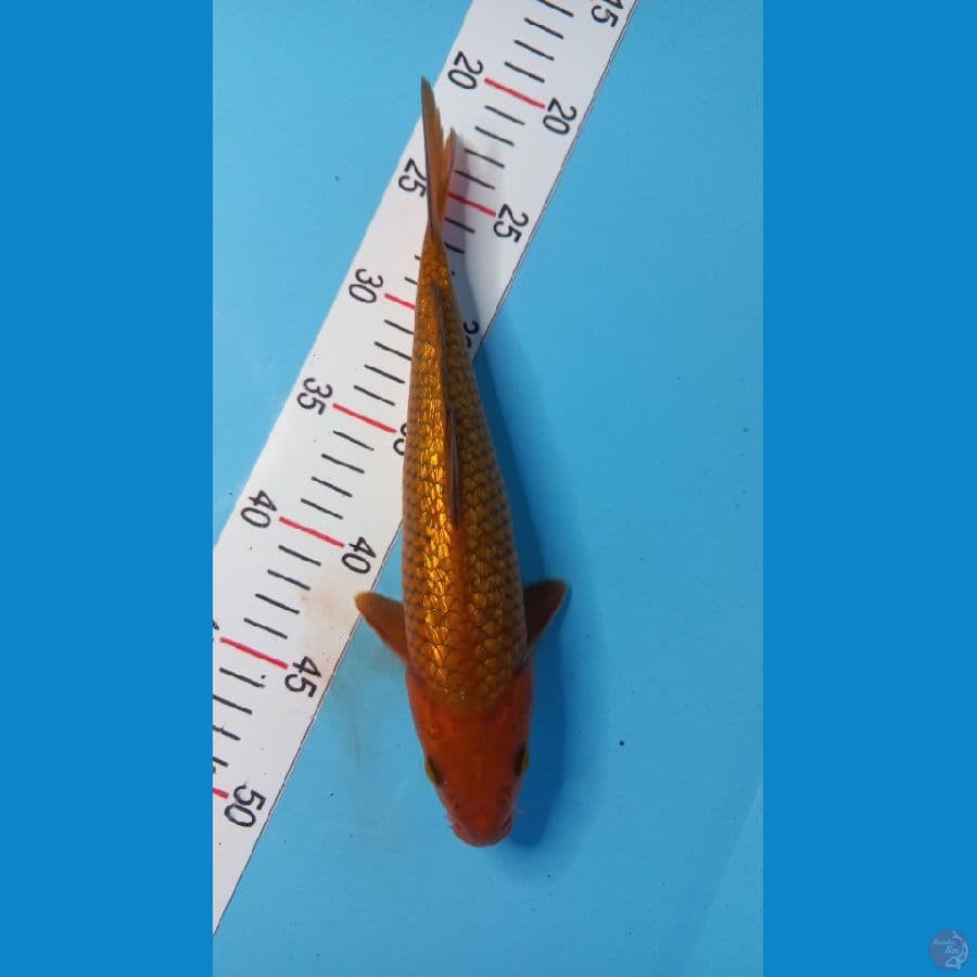cagoi 27 cm gindrin