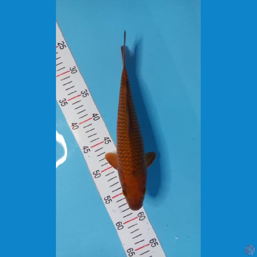 cagoi 29 cm 