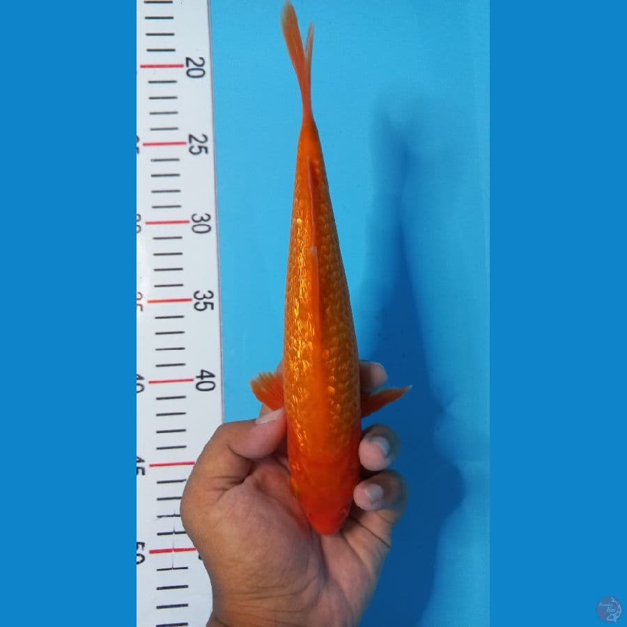 benigoi gindrin 24 cm 