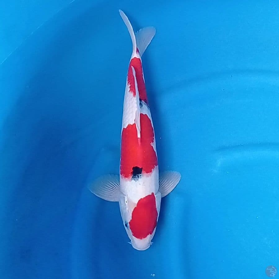 Sanke SQ original 40 cm
