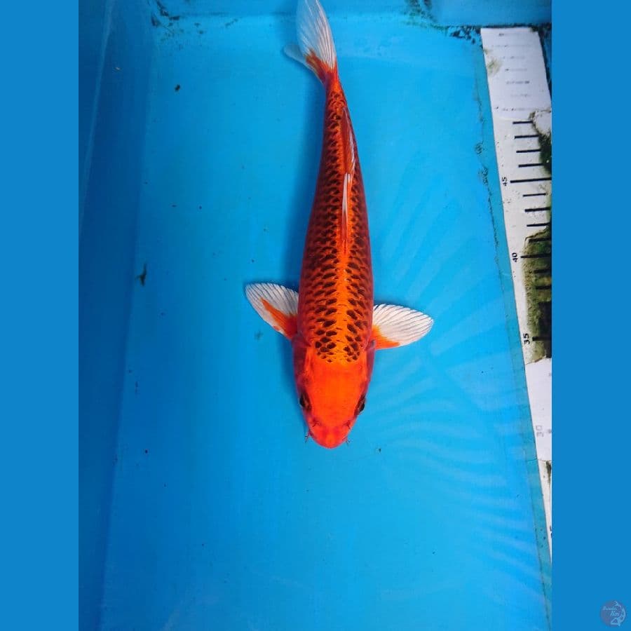 MATSUBA 27 cm 