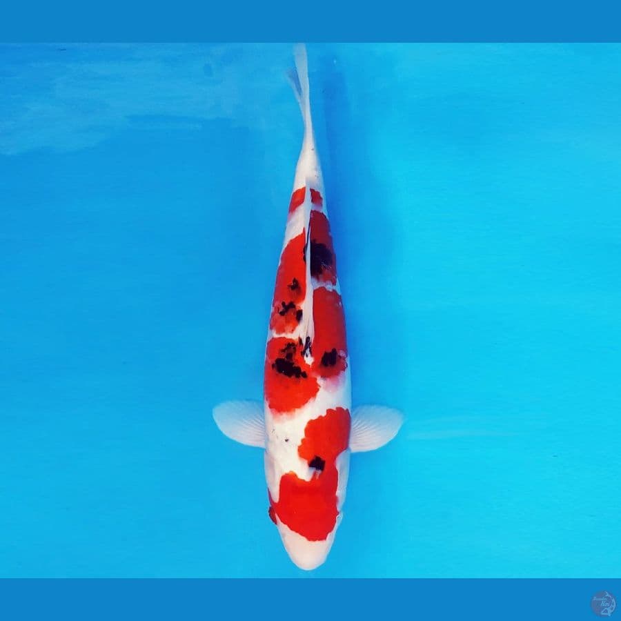 HARUNA 11 - SANKE 30 cm/male ®