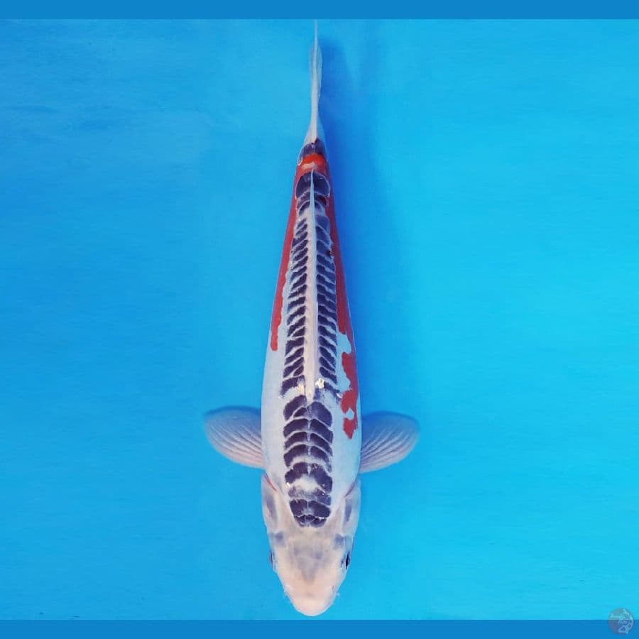 HARUNA 12 - SHUSUI 31 cm/fm ®