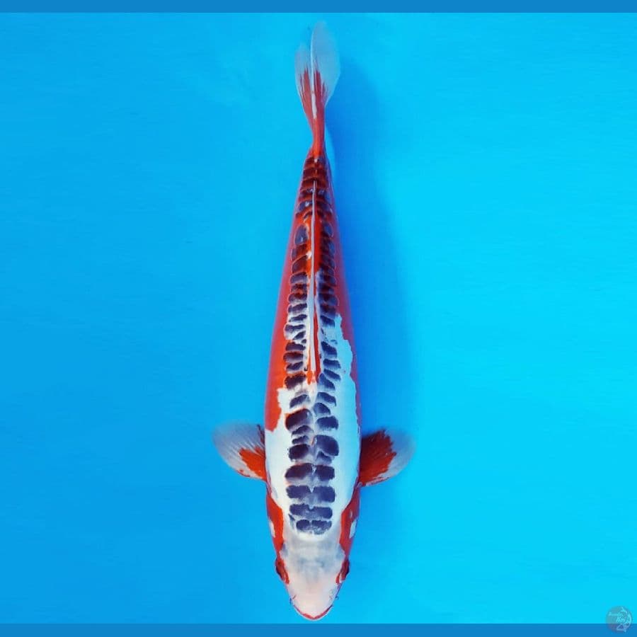 HARUNA 14 - SHUSUI 31 cm/fm ®