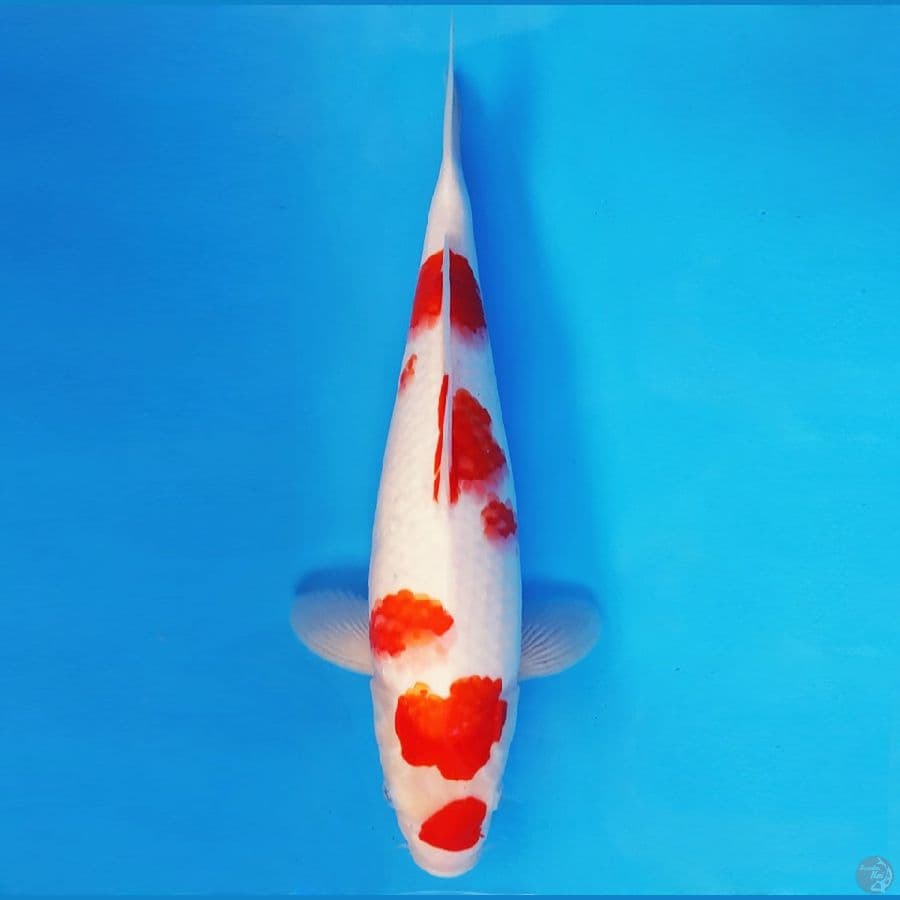 HARUNA 16 - KOHAKU 36 cm/fm ®