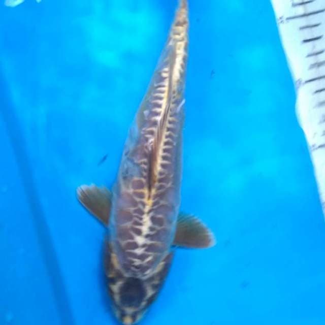 MUKASHI ARAGOKE 31 cm