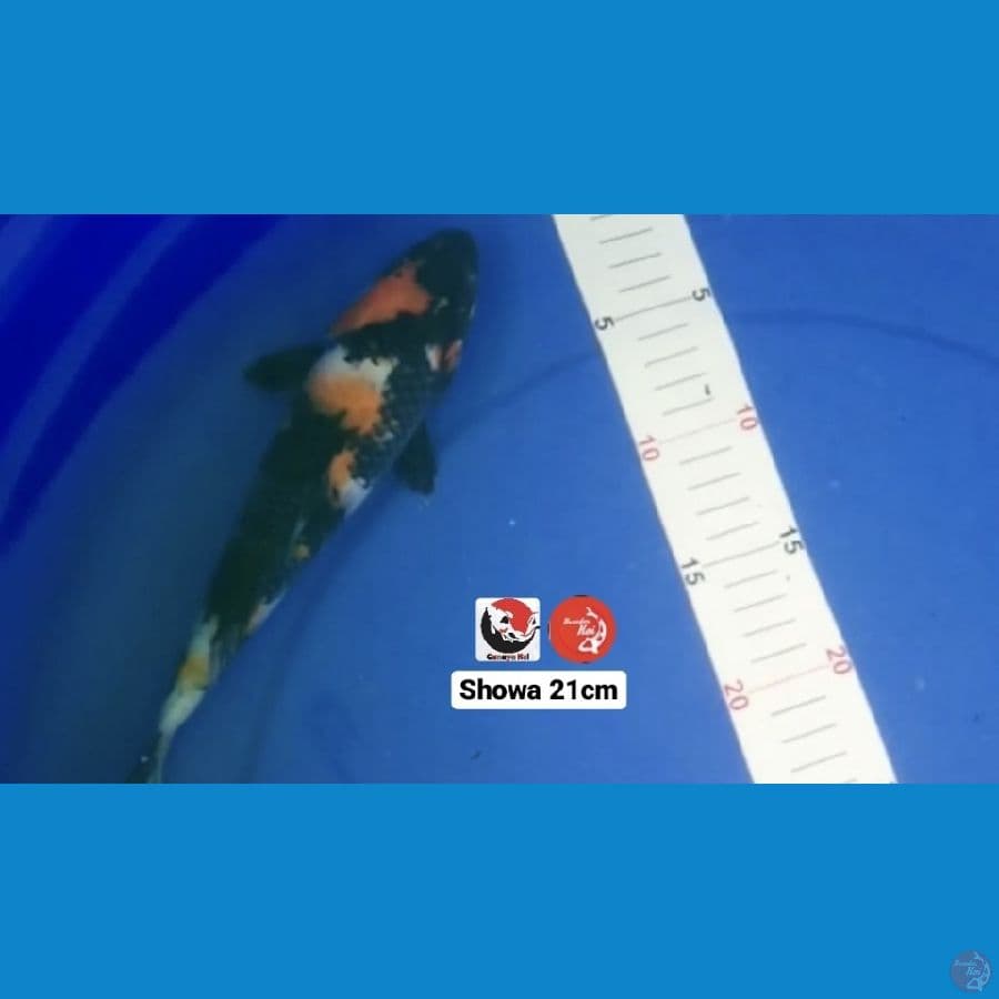 SHOWA 21CM --- CANAYA KOI FARM