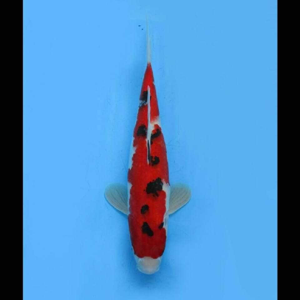 Super Red - Taisho Sanke 
