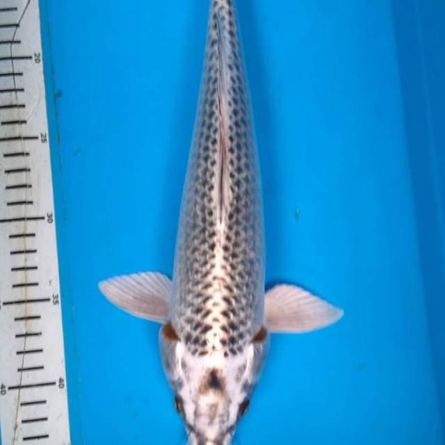Gin MATSUBA 36 cm