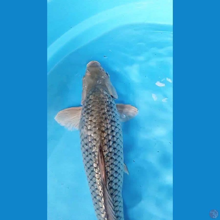 SORAGOI PUNUK GINRIN PADAT MALE 40 CM