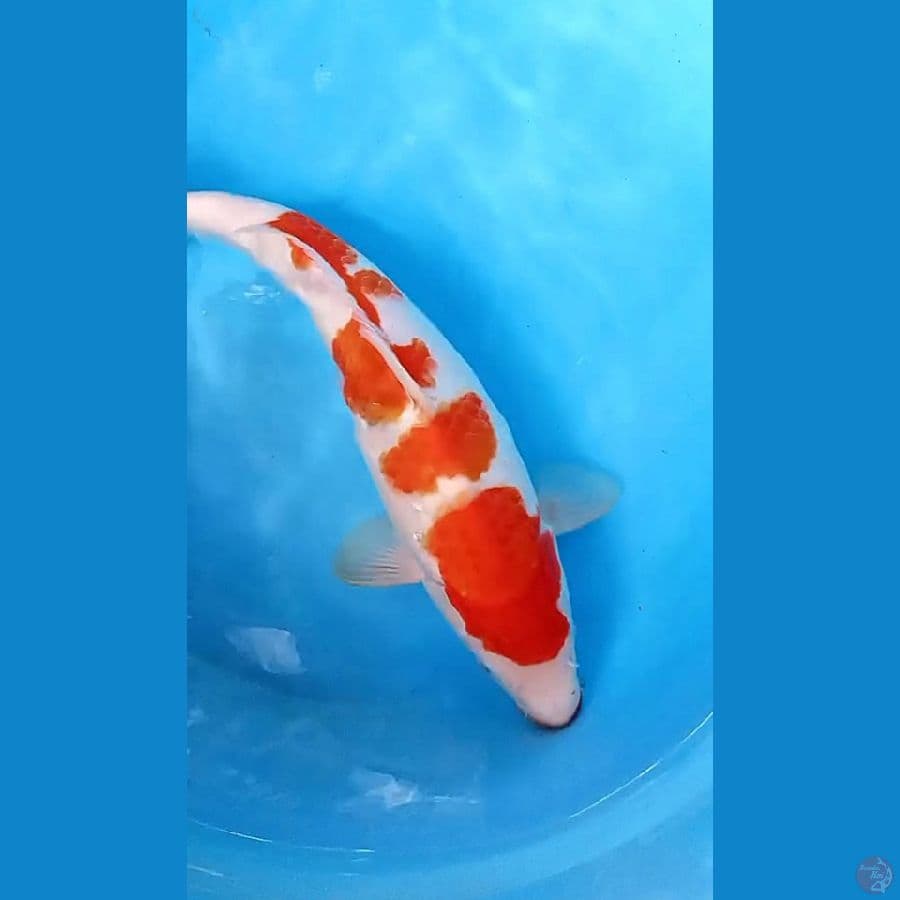 RED KOHAKU 40 CM